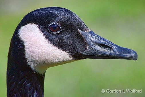 Goose Head_25093.jpg - Canada Goose (Branta canadensis) photographed at Ottawa, Ontario, Canada.